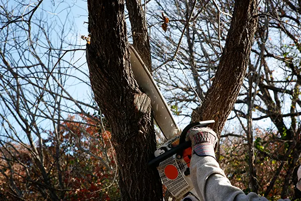 Tree Trimming Tree Trimming